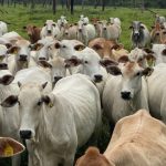 Insurance, agriculture, real estate: How asset tokenization is reshaping the status quo